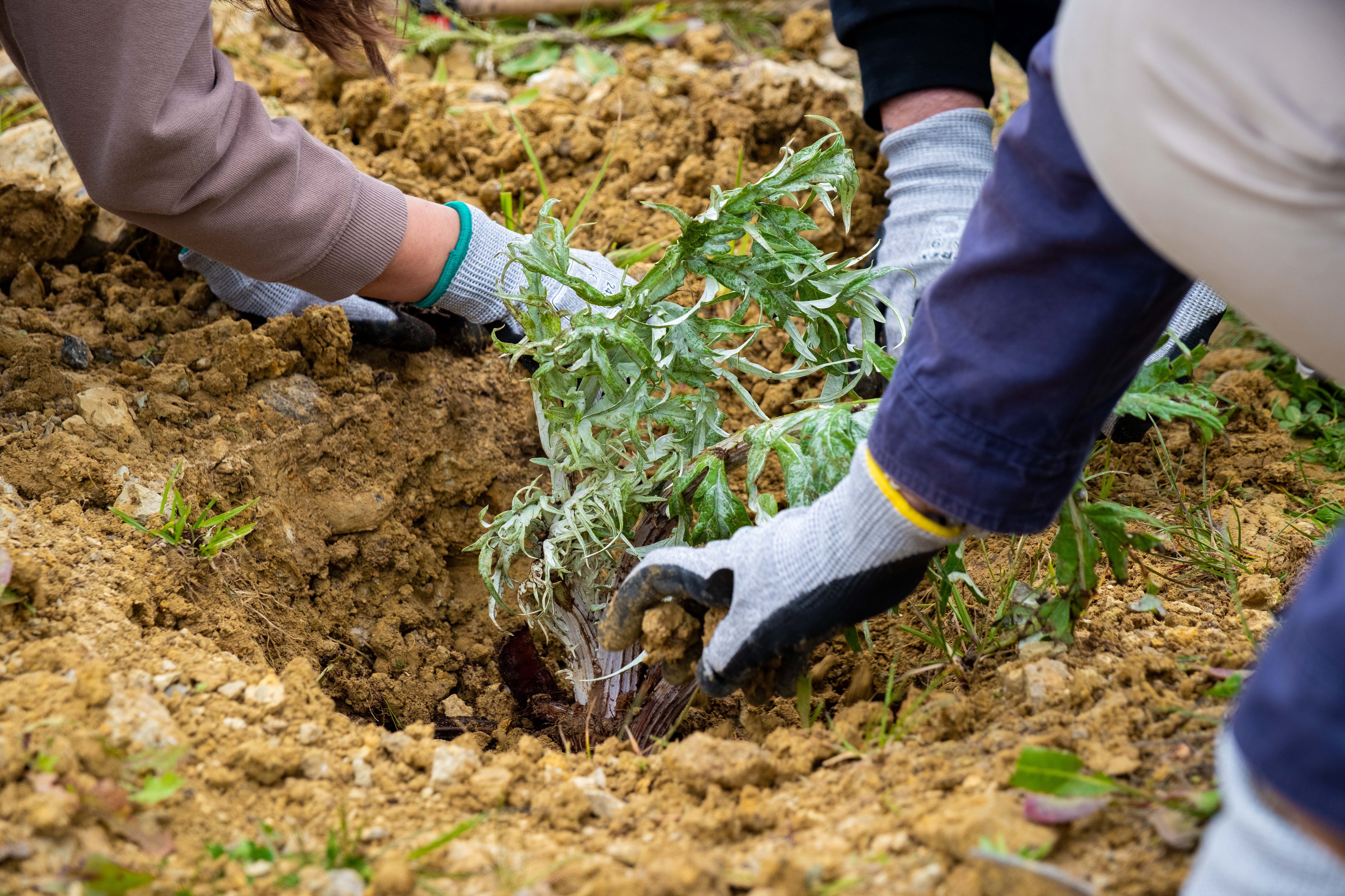 Fotografia de um grupo de pessoas com luvas a plantarem uma muda verde num solo arenoso.