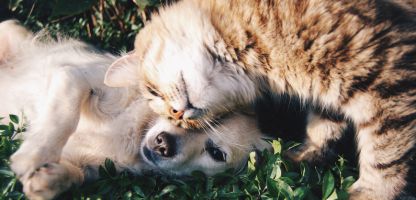Imagem de um gato e um cão