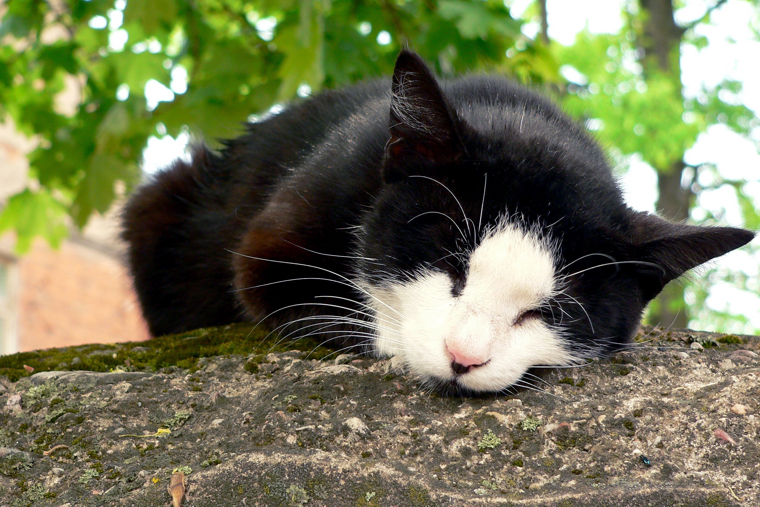 Colónias de Gatos - Ação do Cuidador