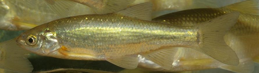Peixes